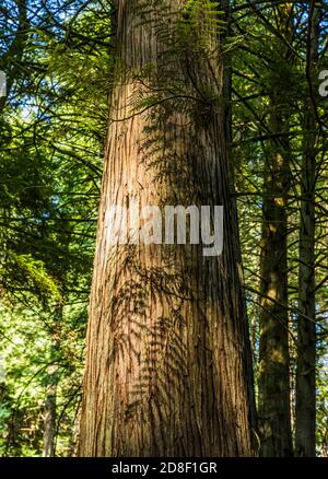 Cedar Tree Shadows le long de la piste des Twin Lakes dans le parc national de Moran, Orcas Island, Washington, États-Unis. Banque D'Images