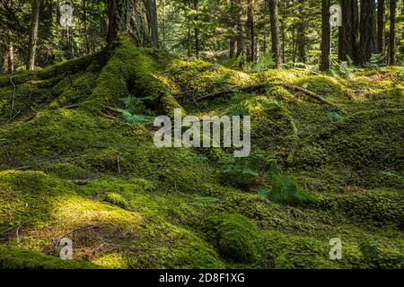 Un tapis de mousse pousse sur le fond de la forêt le long de la piste des lacs jumeaux dans le parc national de Moran, Orcas Island, Washington, États-Unis. Banque D'Images