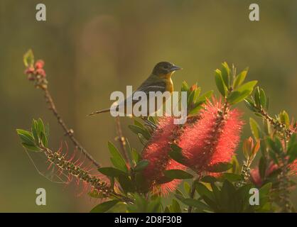 Baltimore Oriole (Icterus galbula), jeune homme se nourrissant de la brosse à fond de citron en fleur, de la brosse à fond de cramoisi (Melaleuca citrina), South Padre Island, Tex Banque D'Images