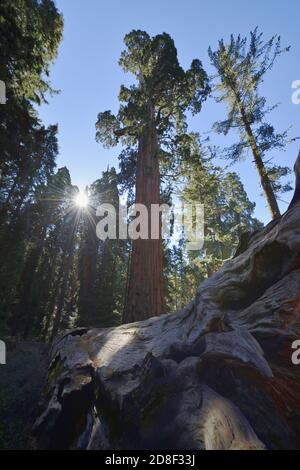 Séquoia géant (Sequoiadendron giganteum), parc national de Sequoia et Kings Canyon, Californie, États-Unis Banque D'Images