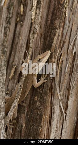 Anole verte (Anolis carolinensis), cachette adulte dans l'écorce de l'arbre de la cendre, Hill Country, Central Texas, États-Unis Banque D'Images