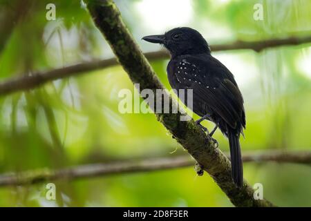 Black-hooded Antshrike - Thamnophilus bridgesi espèce de famille du Calvados, trouvés au Costa Rica et au Panama, les habitats naturels sont humides lowla Banque D'Images