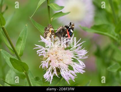 Amiral rouge (Vanessa atalanta), adulte et patchwork bordé (Chlolyne lacinia) se nourrissant à partir de la panière américaine (Centaurea americana), Hill Country, C Banque D'Images