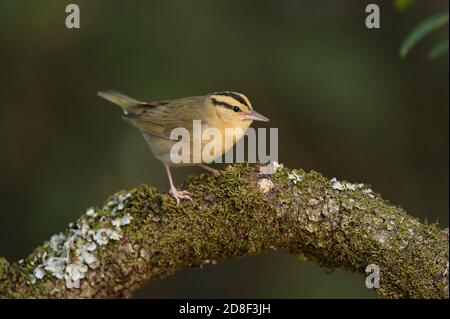 Paruline à manger de ver (Helmitheros vermivora), adulte, South Padre Island, Texas, États-Unis Banque D'Images