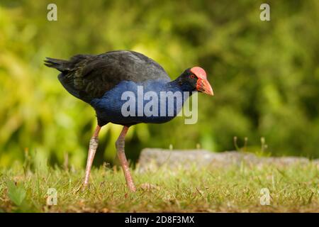 Pukeko (Porphyrio porphyrio melanotus) debout sur une prairie près du lac et maintenant l'intensité des inspections d'herbe dans c'est thorn. Banque D'Images