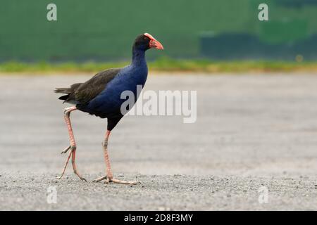 Pukeko (Porphyrio porphyrio melanotus) debout sur une prairie près du lac et maintenant l'intensité des inspections d'herbe dans c'est thorn. Banque D'Images