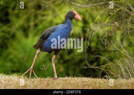 Pukeko (Porphyrio porphyrio melanotus) debout sur une prairie près du lac et maintenant l'intensité des inspections d'herbe dans c'est thorn. Banque D'Images