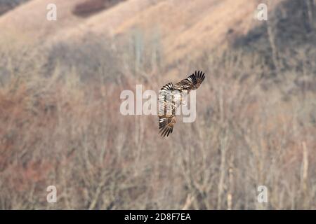 Immature aigle à tête blanche d'Amérique survolant des falaises le long du fleuve Mississippi, MN, États-Unis, par Dominique Braud/Dembinsky photo Assoc Banque D'Images