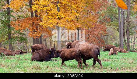 Troupeau de bisons sur gazon avec feuilles d'automne en arrière-plan. Banque D'Images