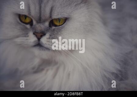 Cette photo unique montre un chat gris perse chinchilla couché et relaxant. Vous pouvez également voir ses yeux brillants de chat très bien Banque D'Images