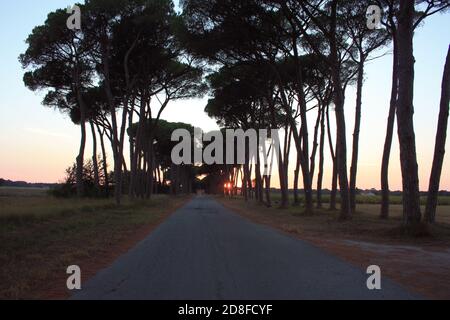 charmante avenue romantique avec arbres au coucher du soleil dans la campagne Campagne toscane Banque D'Images