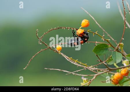 Le coléoptère orange mange les fruits de la plante duranta erecta Banque D'Images