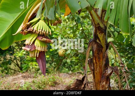 Gros plan de la banane sur l'arbre dans le jardin Banque D'Images