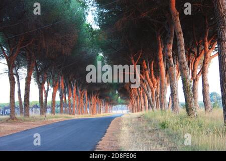 charmante avenue romantique avec arbres au coucher du soleil dans la campagne Campagne toscane Banque D'Images