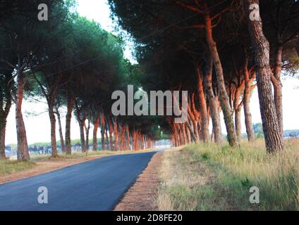 charmante avenue romantique avec arbres au coucher du soleil dans la campagne Campagne toscane Banque D'Images