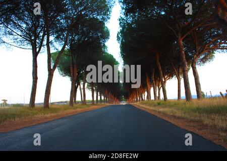 charmante avenue romantique avec arbres au coucher du soleil dans la campagne Campagne toscane Banque D'Images