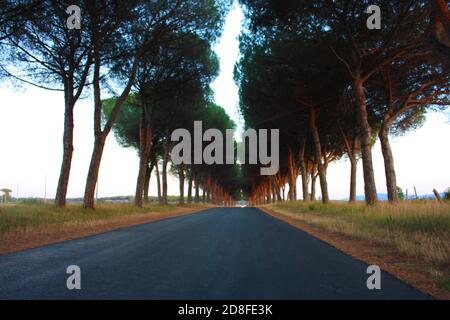 charmante avenue romantique avec arbres au coucher du soleil dans la campagne Campagne toscane Banque D'Images