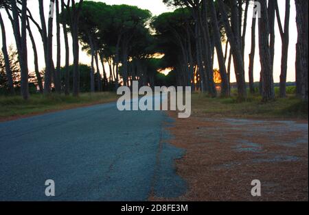 charmante avenue romantique avec arbres au coucher du soleil dans la campagne Campagne toscane Banque D'Images