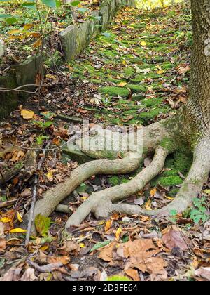 Une balle de golf blanche perdue avec une bande rouge se cache sous une racine d'arbre dans les bois. Banque D'Images