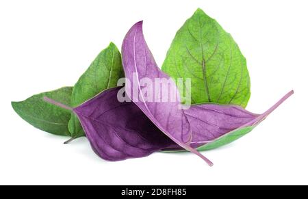 Composition de feuilles de basilic isolées sur fond blanc. Herbes de basilic Banque D'Images