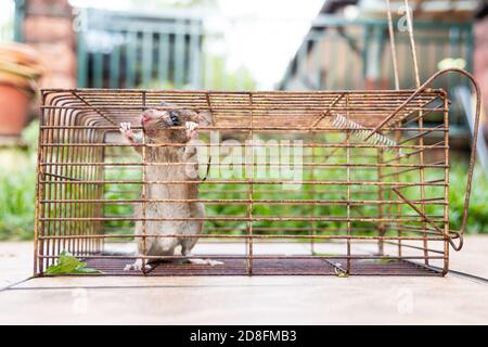 Gros plan de souris de rat attrapée dans la cage de piège de rat Banque D'Images