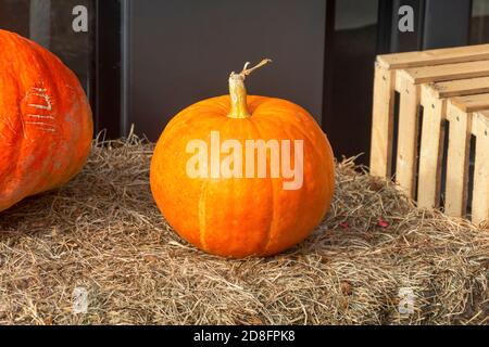 Véritable citrouille orange sur une pile de paille et de foin dans la décoration intérieure. Exposition d'automne, Halloween. Banque D'Images