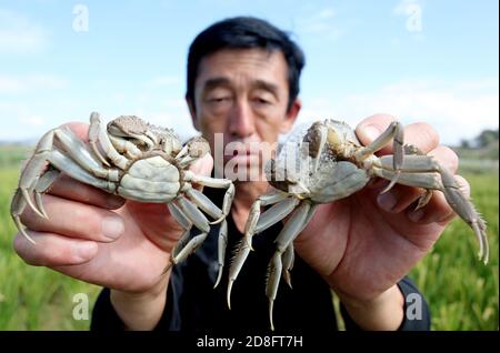 Un agriculteur présente la polyculture du crabe et du riz dans un champ de la ville de Zhangjiakou, dans la province de Hebei, au nord de la Chine, le 12 septembre 2020. Banque D'Images