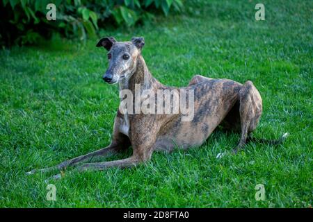 Spanish Galgo en faisant attention à la nourriture après le saut Banque D'Images