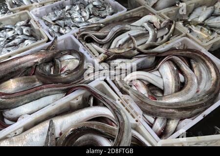 Les pêcheurs ont mis du poisson nouvellement récolté dans des paniers dans la ville de Zhoushan, province de Zhejiang, en Chine orientale, le 20 septembre 2020. Banque D'Images