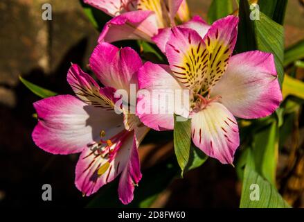 Gros plan d'alstromerias roses connu sous le nom de lillies d'inca en croissance dans le jardin Banque D'Images