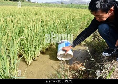 Un agriculteur présente la polyculture du crabe et du riz dans un champ de la ville de Zhangjiakou, dans la province de Hebei, au nord de la Chine, le 12 septembre 2020. Banque D'Images