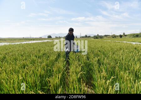 Un agriculteur présente la polyculture du crabe et du riz dans un champ de la ville de Zhangjiakou, dans la province de Hebei, au nord de la Chine, le 12 septembre 2020. Banque D'Images