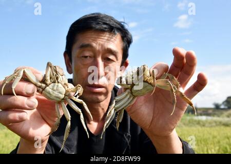 Un agriculteur présente la polyculture du crabe et du riz dans un champ de la ville de Zhangjiakou, dans la province de Hebei, au nord de la Chine, le 12 septembre 2020. Banque D'Images