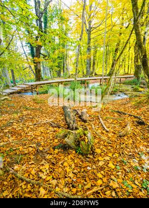 Parc national des lacs de Plitvice, Croatie automne automne automnal saison avec beaucoup de feuilles mortes sur le sol végétation jaune-verte Banque D'Images