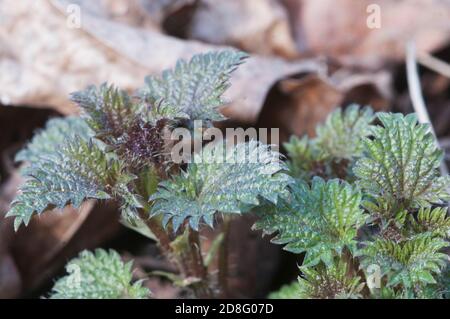 Urtica dioica jeunes pousses au printemps, gros plan Banque D'Images