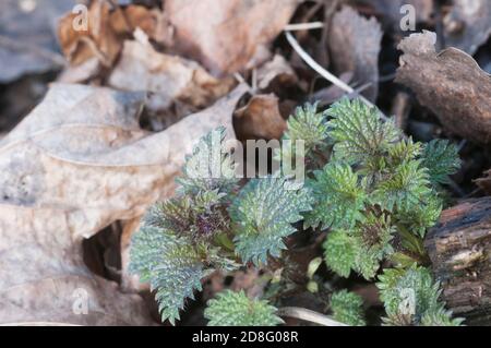 Urtica dioica jeunes pousses au printemps, gros plan Banque D'Images