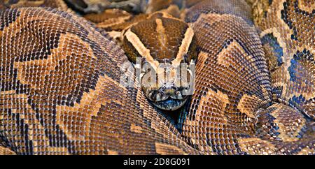 Python hiéroglyphique, ou python rocheuse (lat. Python sebae est un serpent non venimeux très grand fait de vrais pythons Banque D'Images