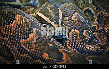 Python hiéroglyphique, ou python rocheuse (lat. Python sebae est un serpent non venimeux très grand fait de vrais pythons Banque D'Images