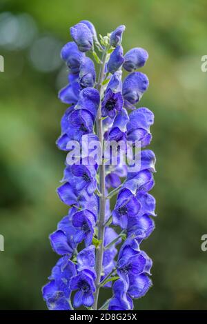 Plante monkshood - Aconitum firmum subsp. Moravicum, plante à fleurs beatufil des prés d'Europe centrale, République tchèque. Banque D'Images