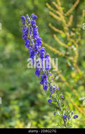 Plante monkshood - Aconitum firmum subsp. Moravicum, plante à fleurs beatufil des prés d'Europe centrale, République tchèque. Banque D'Images