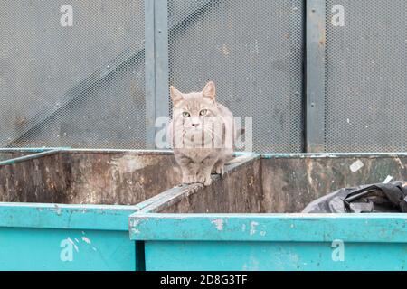 Le chat gris est assis sur une poubelle dans la ville Banque D'Images