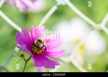 Gros plan de la fleur lilas et du bourdon sur le pollen, mise au point sélective, touche de lumière, bokeh, espace de copie Banque D'Images