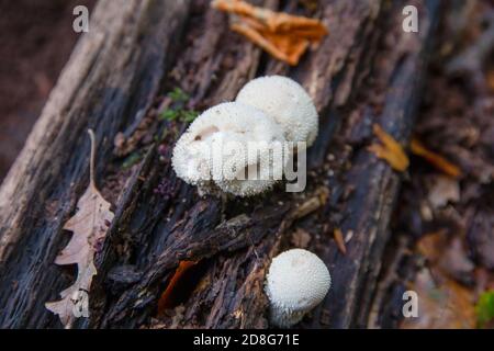 Champignons de macareux communs, Lycoperdon perlatum, poussant sur un tronc d'arbre mort, pourri Banque D'Images