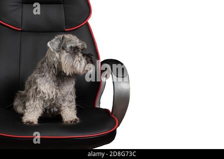 Mignon chien miniature schnauzer assis dans une chaise de bureau isolée sur fond blanc, espace de copie, vue latérale. Banque D'Images