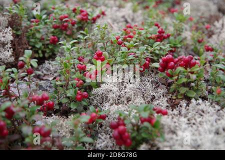 Baies rouges brillantes de canneberges sur les buissons avec les feuilles vertes poussent sur des branches de mousse blanche au sol Banque D'Images