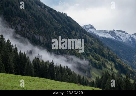 Vue majestueuse sur une pente de montagne densément boisée dans un nuages bas Banque D'Images