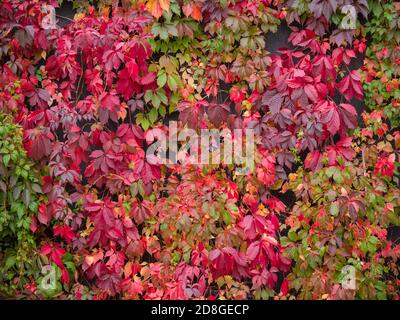 feuilles de raisin en automne. dégradé du vert au rouge Banque D'Images