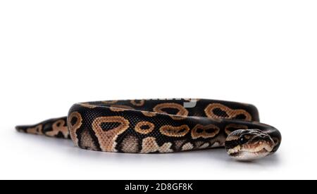 Bébé femelle Ballpython aka Python regius se déplaçant vers l'objectif, isolé sur fond blanc. Banque D'Images