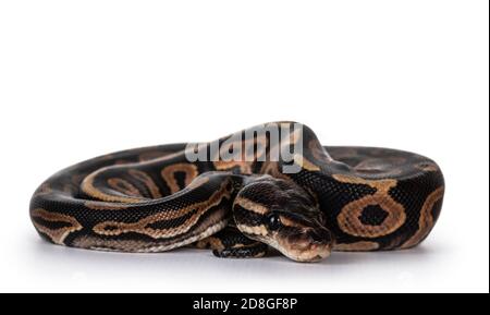 La petite femelle Ballpython alias Python regius s'est enroulée pour se cacher, isolée sur fond blanc. Banque D'Images