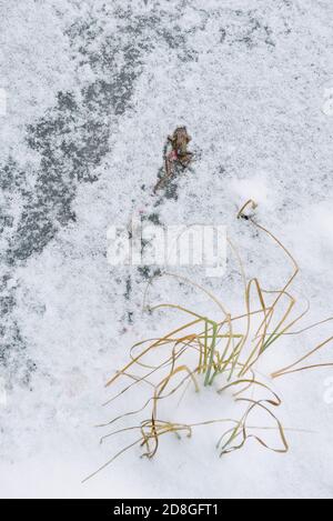 Grenouille morte pêchée par des oiseaux à la surface d'un lac gelé. Banque D'Images